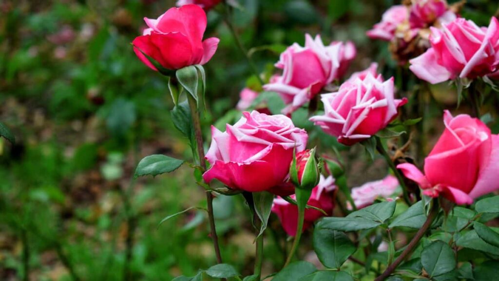 Activity feature image