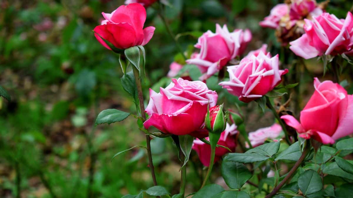 Roses-Thorns-and-Buds