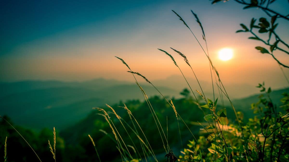 Sunset nature image with orange horizon, navy blue sky and greenery