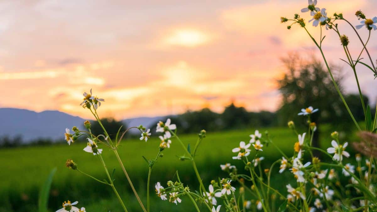 Wildflowers with white petals and yellow centers in a green field at sunset, with mountains and trees in the hazy background