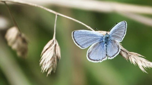 A pale blue butterfly sitting in a piece of dry grass. Feature image