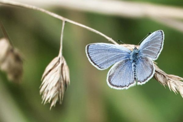 A pale blue butterfly sitting in a piece of dry grass. Feature image