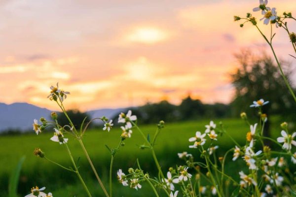 Wildflowers with white petals and yellow centers in a green field at sunset, with mountains and trees in the hazy background