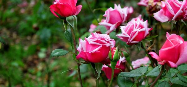 Course feature image