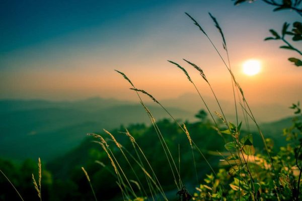 Sunset nature image with orange horizon, navy blue sky and greenery
